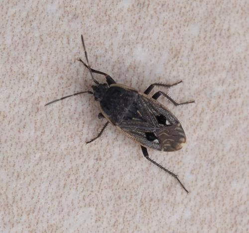 Graptopeltus lynceus